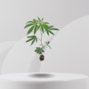 In Vitro(5).png