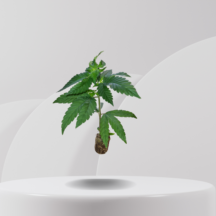 In Vitro(6).png