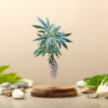 kleiner Keil Perlite(1).png