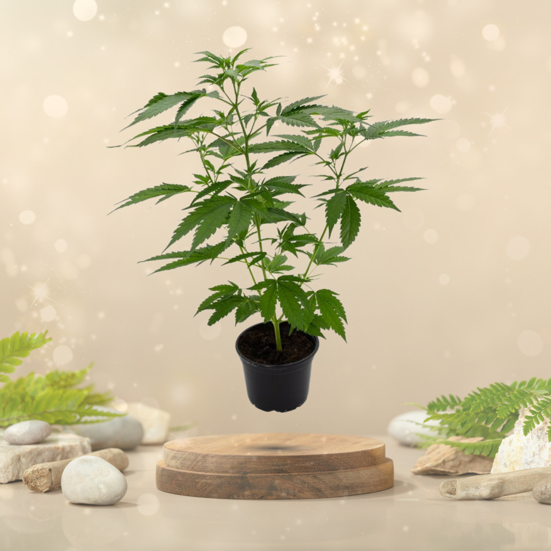 Topf getoppt-png Topf getoppt.png